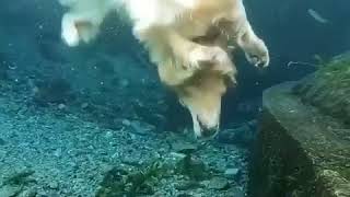 Golden Retriever Diving Underwater [upl. by Holms950]