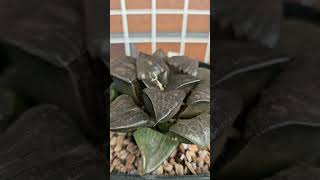 ハオルチア haworthia パウダーシュガー 阿寒湖 那智黒 [upl. by Aznola]