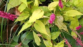 persicaria met de namen erbij [upl. by Wonacott]