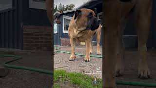 Boerboels Fiona and groot on the hunt reels pets boerboel doglife mymyfirstvlog [upl. by Philemol]