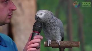 Amazing talking parrot Einstein able to mimic human sounds and movements [upl. by Cir575]