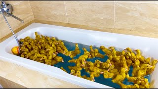 100 Ducklings swim in the bath [upl. by Eniawd]