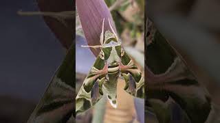 hawkmoth or army green moth insects trendingshorts viralvideo bhopal [upl. by Cannell]