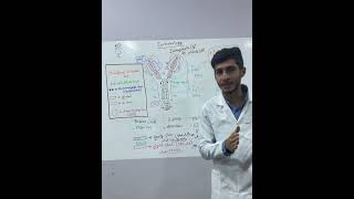 Immunoglobulin antibody [upl. by Ardeha556]