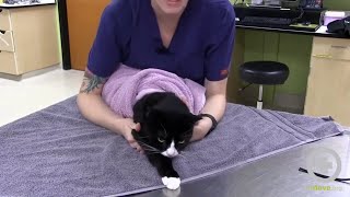 The Purrito Method Feline Towel Restraint [upl. by Beora23]