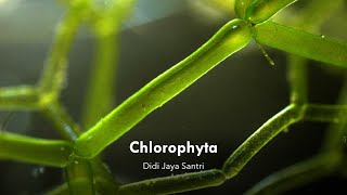 Kuliah Chlorophyta [upl. by Doty626]