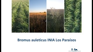 Reintroducción del Paspalum y Bromus [upl. by Nika]