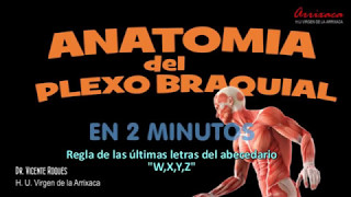 Anatomía del Plexo Lumbar y Sacro  PROYECTO ANATO EN 10 MINUTOS [upl. by Nadoj92]