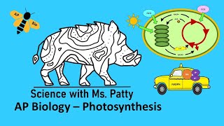 Photosynthesis AP Bio  Unit 3 [upl. by Alit]