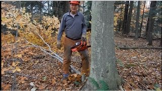 Girdling and Felling Cull Trees [upl. by Eissehc]