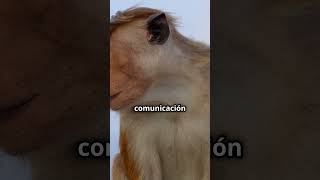 ¡Curiosidades sobre los Monos  Datos Sorprendentes animals animalsalvaje shorts short [upl. by Akihsal]