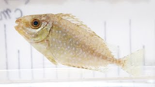 アイゴ Siganus fuscescens【浦安水辺の生き物図鑑】 [upl. by Rann]