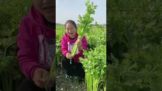 Farmer harvesting celery vegetables in the field amazing vegetables harvest agriculture [upl. by Naehgem779]