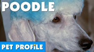 Poodle Pet Profile  Bondi Vet [upl. by Presley]