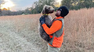 Bye Potato Hunting Wirehaired Pointing Griffon Muddie Mae goes home [upl. by Griggs]