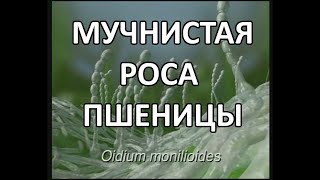 Настоящая мучнистая роса пшеницы Erysiphe graminis f sp tritici [upl. by Berna]