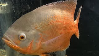 Albino Oscar Cichlid [upl. by Bernat882]