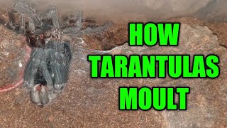 How Tarantulas Moult  My Salmon Pink Birdeater Moult Timelapse [upl. by Onitnas637]