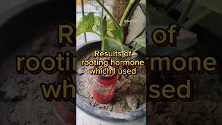 Results of rooting hormone experiment shorts youtubeshorts subscribe [upl. by Nehgaem378]