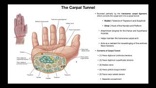 Anatomy amp Contents of the Carpal Tunnel [upl. by Nothsa]