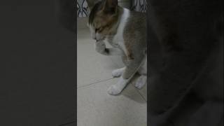 Mangu ki safai cat changu catfunny catvideos catlover changumangu [upl. by Aroc]