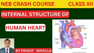 INTERNAL STRUCTURE OF HUMAN HEART II CLASS 12 II ZOOLOGY II NEB II CEE II PRADIP NIRAULA [upl. by Hepzi237]