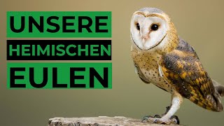 Häufige Eulen und ihr Gesang  Ruf [upl. by Gnouv]