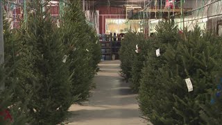 Christmas tree demand and prices rise nationwide [upl. by Julina799]