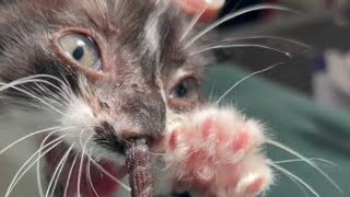 Extracting Enormous Botfly From A Kittens Nose Part 5  Paws Addict [upl. by Ollie66]