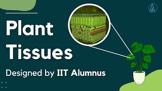 Plant Tissues Explained and Designed by IIT Alumnus [upl. by Gabbey]