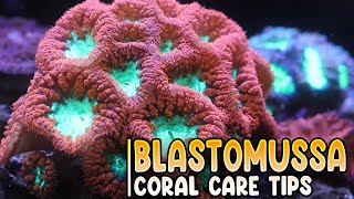 Reef Tank Update  Blastomussa Coral Care Tips amp Feeding [upl. by Cath]