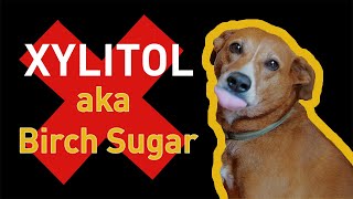 Xylitol and Dogs A Deadly Combination [upl. by Bixler]