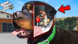 GTA 5  Franklin Enter Chops Head To Control Chop Brain in GTA 5GTA 5 mods [upl. by Anrak]