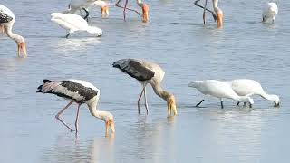 egrets spoonbills and painted storks are busy in searching food [upl. by Elbas]