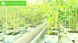 quotVertical Farming The Future of Urban AgriculturequotVerticalFarming UrbanAgriculture FoodSecurity [upl. by Onstad]