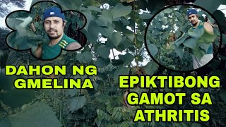 DAHON NG GMELINA EPIKTIBONG GAMOT SA ATHRITIS [upl. by Aubin]