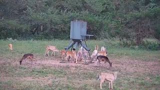 Recording from Live Wildlife Deer Camera  Texas Whitetails and Exotics [upl. by Uzzi]