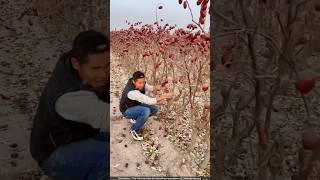 चीन में होने वाली लाल खजूर की खेती 😯 dates cultivation [upl. by Ezarras]