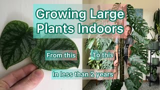 Growing Large Plants Indoors tutorial monsteradubia [upl. by Asiulairam]