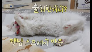 고양이가 좋아하는 캣닢 스프레이 반응 마치 술에 취한듯 비틀비틀 ㅎㅎ Catnip Spray Reaction ケトニプスプレー猫の反応 [upl. by Adneram]