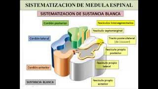 MEDULA ESPINAL  CONFIGURACION EXTERNA E INTERNA [upl. by Nonnelg]