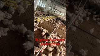 Automatic poultry farm ec poultry farmbroiler chicken farmfarmingpoultryshortsshort [upl. by Alya975]