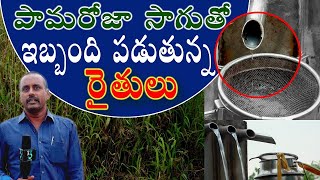 Agriculture Palmarosa cultivation in telugu Palmarosa oil పామారోజా సాగు natural i3MEDIA [upl. by Siuqramed]