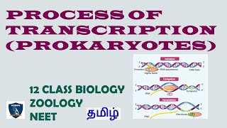 Process of Transcription Prokaryotes in Tamil  Molecular Genetics  Zoology  Class 12  NEET [upl. by Cynthy]