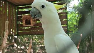 PAPAGO PARK CROATIA  EN Sulphur crested cockatooCacatua galerita [upl. by Neerac423]