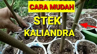 CARA MUDAH STEK BATANG KALIANDRA [upl. by Airamesor]