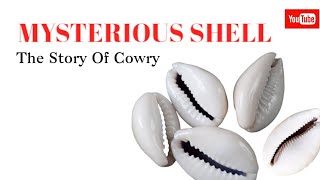 Mysterious Shells The Story Of Cowries [upl. by Henarat885]