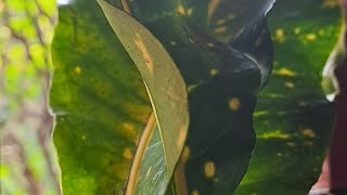 my new cutting croton plants 🪴 watch and enjoy friends [upl. by Samuelson]