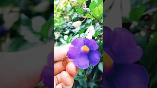 Thunbergia flower nature flowers flower flowers [upl. by Siramay]