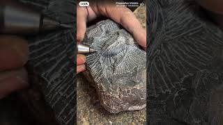 trilobites preparatoin Kayserops fossil indonesia trilobite [upl. by Euqinom]